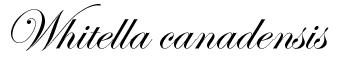 Whitella canadensis
